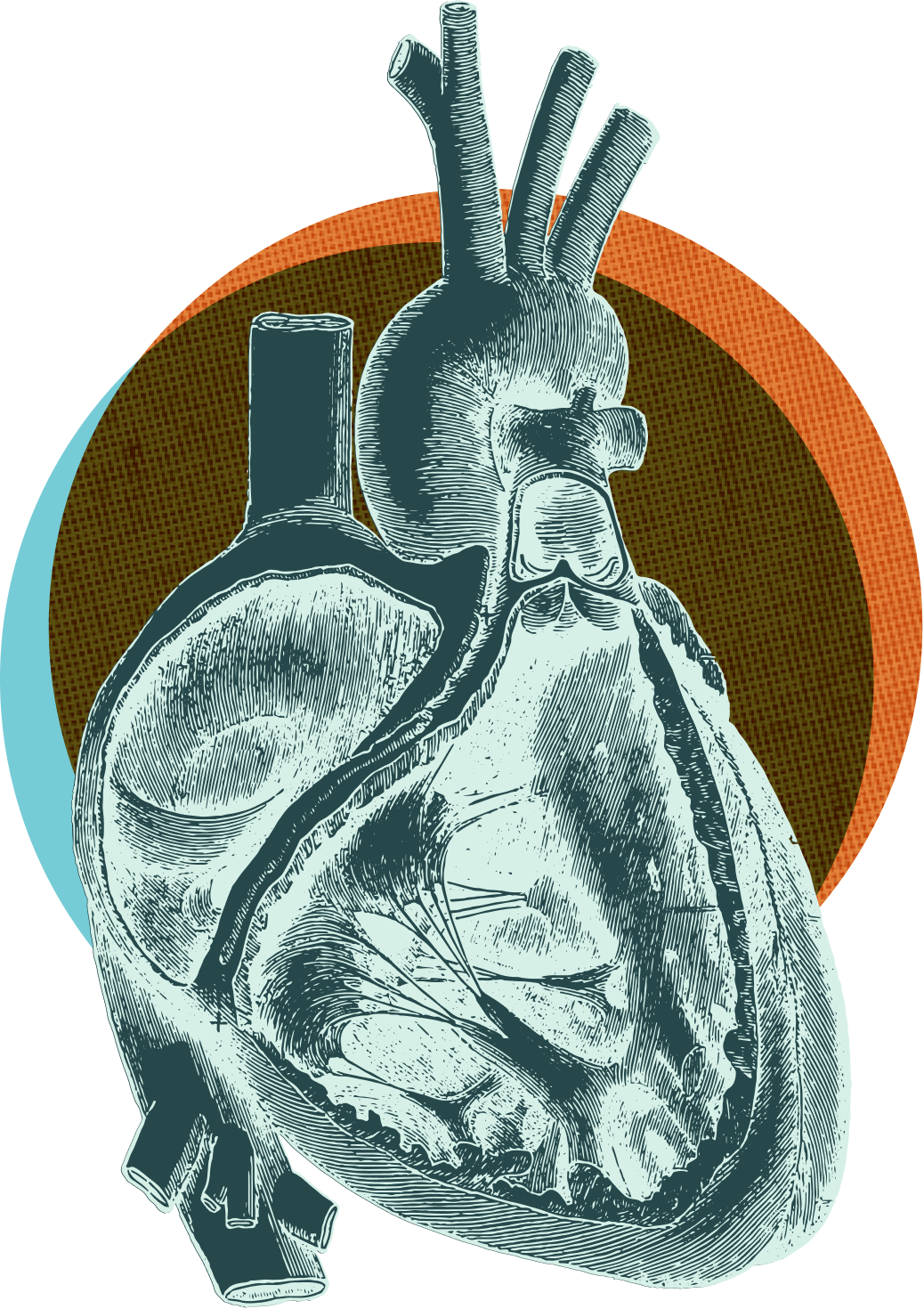 anatomical heart