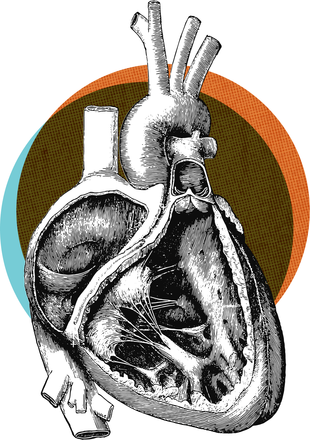 anatomical heart